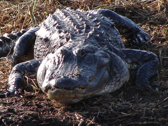 how-close-can-you-get