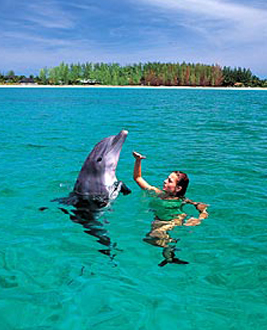 destination-dolphins4